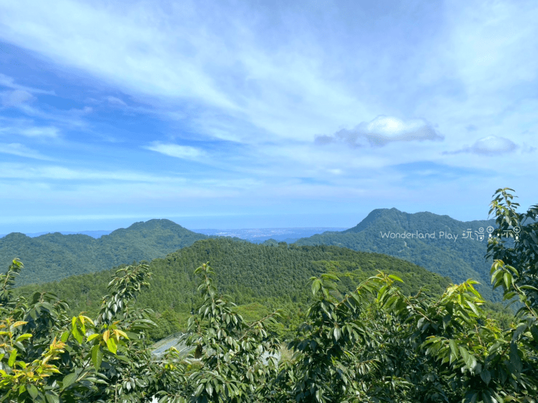 雲境松林